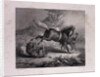 The Mare and the Wolf by Anonymous