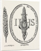 The Face in the Straw from Abbot's Anthologia 1613 by Anonymous