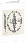 The Face in the Straw from Abbot's Anthologia 1613 by Anonymous