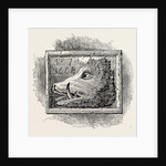 Old Sign of the Boar's Head London by Anonymous