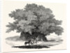 Great Chesnut Tree of Mount Aetna by Anonymous