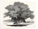 Great Chesnut Tree of Mount Aetna by Anonymous