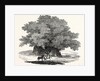 Great Chesnut Tree of Mount Aetna by Anonymous