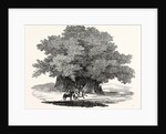 Great Chesnut Tree of Mount Aetna by Anonymous
