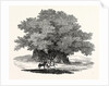 Great Chesnut Tree of Mount Aetna by Anonymous