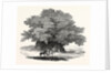 Great Chesnut Tree of Mount Aetna by Anonymous