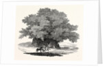 Great Chesnut Tree of Mount Aetna by Anonymous