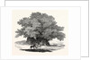 Great Chesnut Tree of Mount Aetna by Anonymous