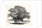 Great Chesnut Tree of Mount Aetna by Anonymous