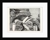 Toucans by Anonymous
