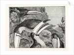 Toucans by Anonymous