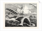 Dangers of the Whale Fishery by Anonymous