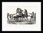 Horses Treading Out Corn by Anonymous