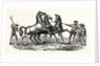 Horses Treading Out Corn by Anonymous