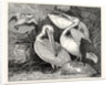 Pelicans from Specimens in the Gardens of the Zoological Society by Anonymous