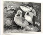 Pelicans from Specimens in the Gardens of the Zoological Society by Anonymous
