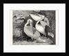 Pelicans from Specimens in the Gardens of the Zoological Society by Anonymous