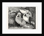 Pelicans from Specimens in the Gardens of the Zoological Society by Anonymous