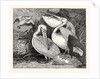 Pelicans from Specimens in the Gardens of the Zoological Society by Anonymous