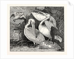 Pelicans from Specimens in the Gardens of the Zoological Society by Anonymous