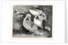 Pelicans from Specimens in the Gardens of the Zoological Society by Anonymous