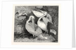 Pelicans from Specimens in the Gardens of the Zoological Society by Anonymous