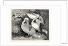 Pelicans from Specimens in the Gardens of the Zoological Society by Anonymous