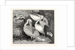 Pelicans from Specimens in the Gardens of the Zoological Society by Anonymous