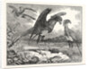 The Secretary Bird by Anonymous