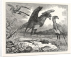 The Secretary Bird by Anonymous