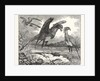The Secretary Bird by Anonymous