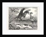 The Secretary Bird by Anonymous