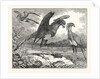 The Secretary Bird by Anonymous
