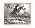 The Secretary Bird by Anonymous