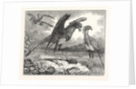 The Secretary Bird by Anonymous