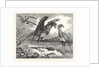 The Secretary Bird by Anonymous