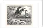 The Secretary Bird by Anonymous