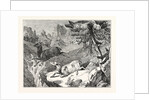 Hunting the Chamois by Anonymous