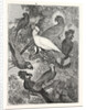 Parrots by Anonymous