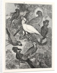 Parrots by Anonymous