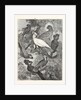 Parrots by Anonymous