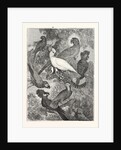 Parrots by Anonymous