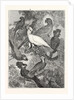 Parrots by Anonymous