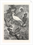 Parrots by Anonymous
