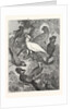 Parrots by Anonymous