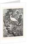 Parrots by Anonymous