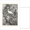 Parrots by Anonymous