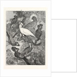 Parrots by Anonymous