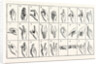 The Single-Handed Alphabet by Anonymous