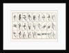 The Single-Handed Alphabet by Anonymous